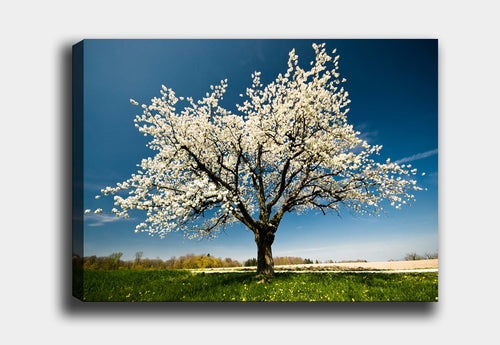 Leinwandbild Flowering Tree Mehrfarben, & OYOTR-DEV12334645 & OYOTR-DEV12334645 & OYOTR-DEV12334645