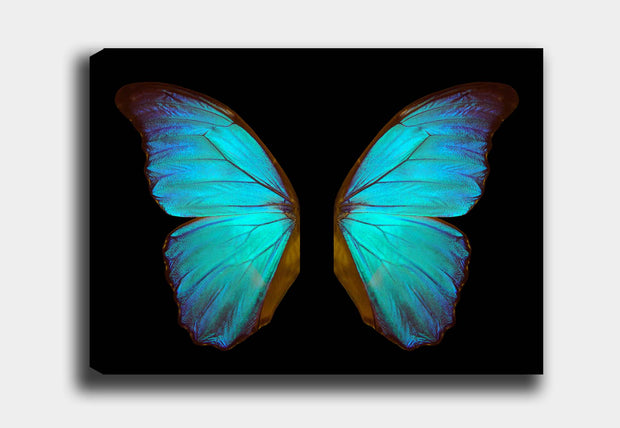 Leinwandbild Teal Butterfly Mehrfarben, & OYOTR-DEV789417940 & OYOTR-DEV789417940